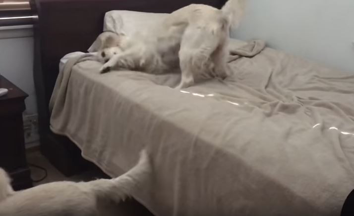 Δείτε την ξεκαρδιστική αντίδραση σκύλου που πιάστηκε επ’ αυτοφόρω πάνω στο κρεβάτι (βίντεο)